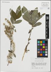 Foto von Salix pedicellata Desf.
